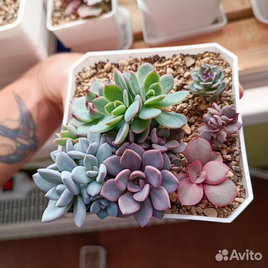 Суккуленты эхеверии 4