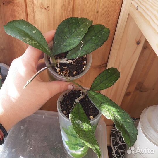 Комнатные растения