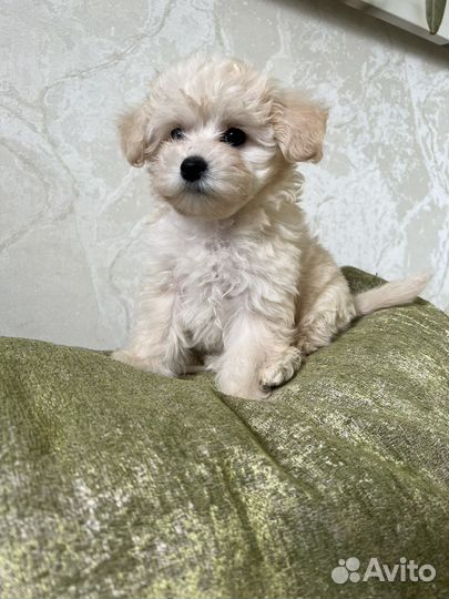 Мальтипу мини щенки