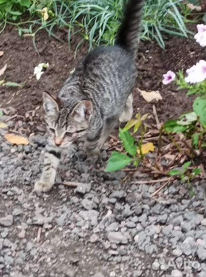 Котенок в добрые руки