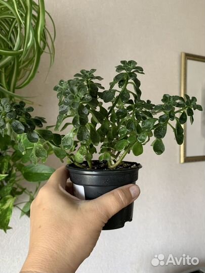 Пеперомия. Драцена. Аихризон. Гиппеаструм