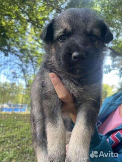 Щенок в добрые руки