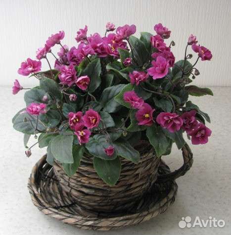 Кустовая Фиалка Dancin'g Trail