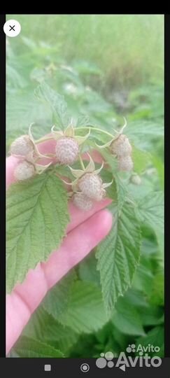 Малина, смородина, крыжовник/саженцы