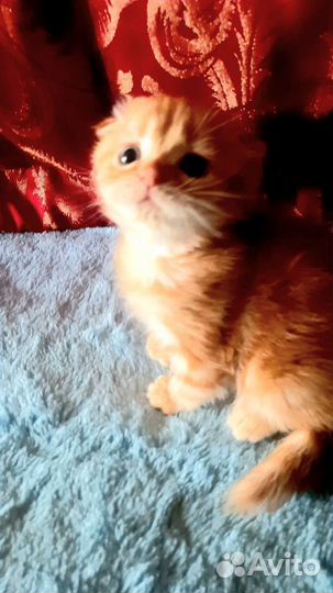 Шотландский котик