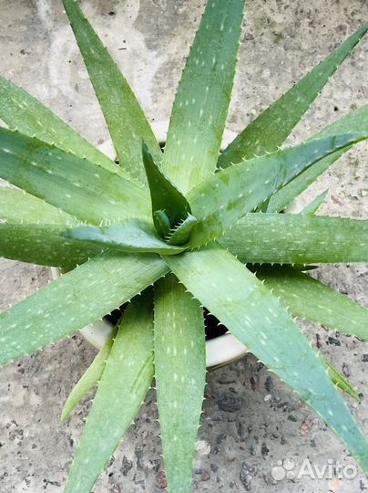 Алоэ Вера Барбаденсис Миллер