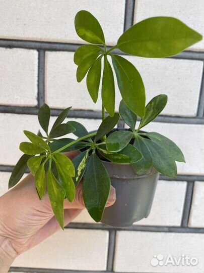 Растения разные