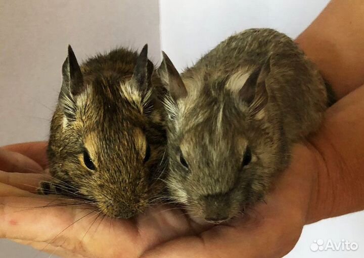 Белка дегу 2 сестры (продаются только вместе)