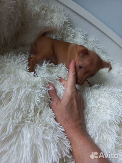 Щенки русский той-терьер короткошерстные