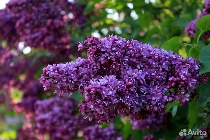 Продаю штамбовую сирень, привитую