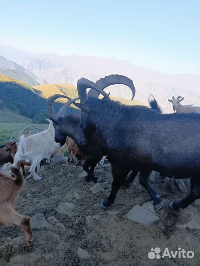 Тур Козла Тур