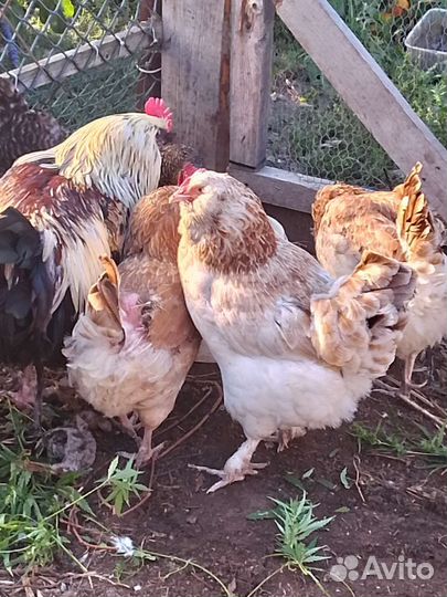 Куры несушки