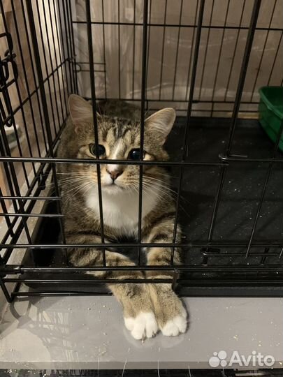 Гаврюша в поиске дома