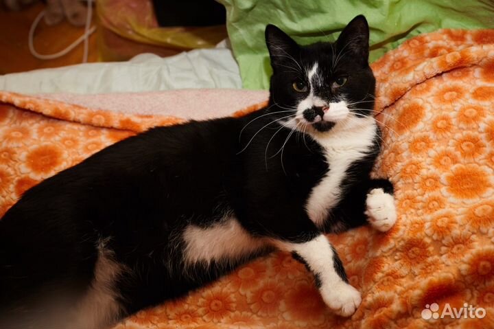 Котик бесплатно в добрые руки