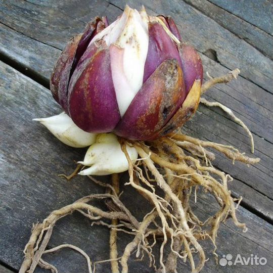 Луковицы лилии оптом