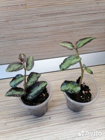 Комнатные цветы