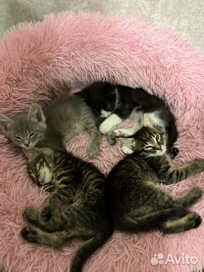 Котята в добрые руки