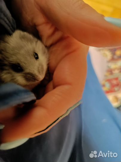 Передержка домашних животных