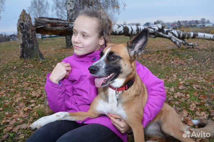 Выгул собак