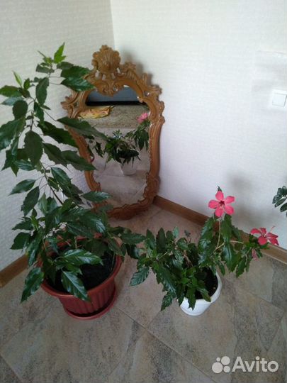 Фиалки, Китайская роза
