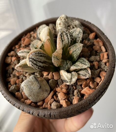 Хавортия вариегатная коллекционная