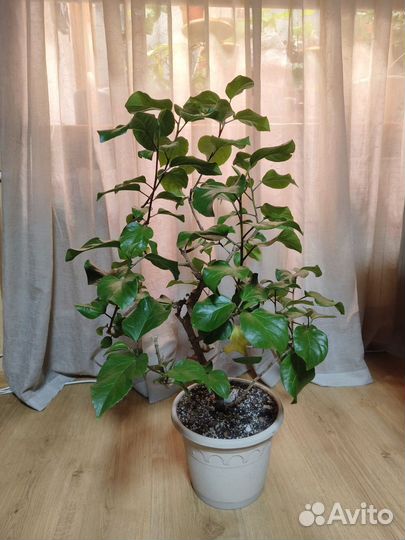 Сортовые гибискусы