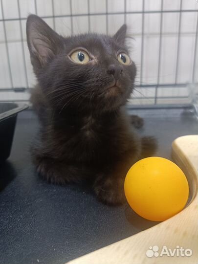 Отдам котят в ответственные руки