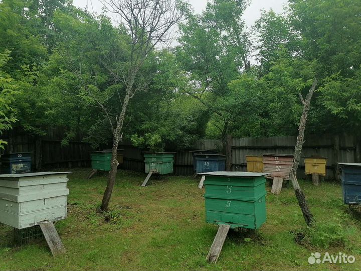 Продам пасеку