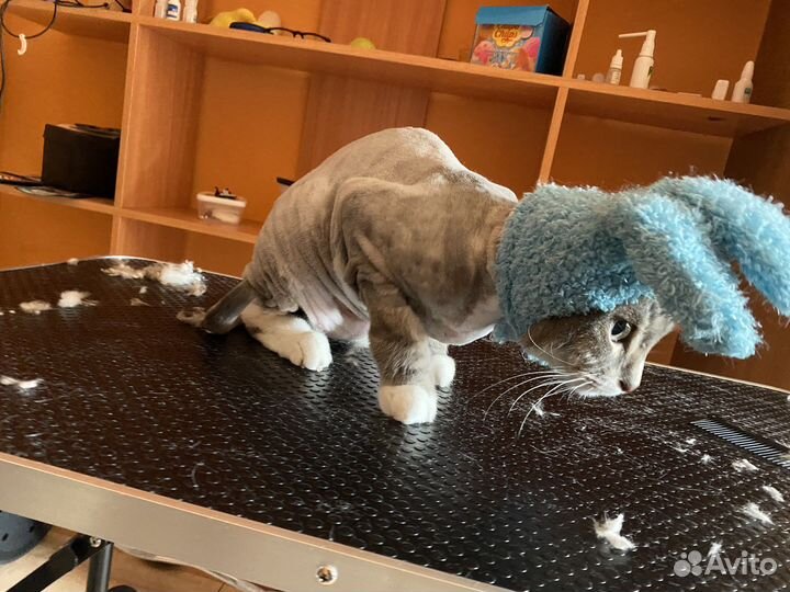 Стрижка кошек и собак груминг