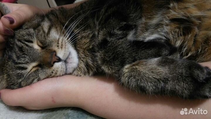 Котоняня с выездом, зооняня, выгул собак