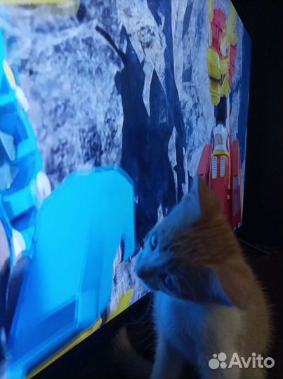 Котик отдаём