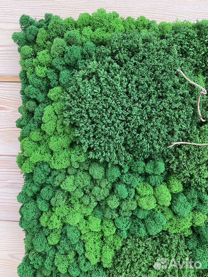 Панели из стабилизированного мха