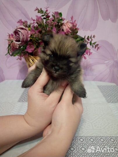 Померанский шпиц мини