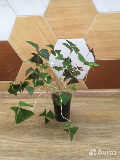 Кислица (оксалис) зеленая