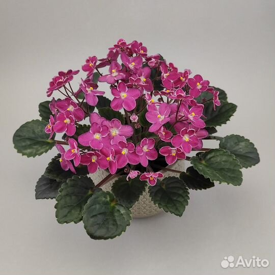 Фиалки и стрептокарпусы