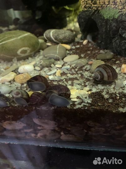 Улитки аквариумные ампулярии черничные