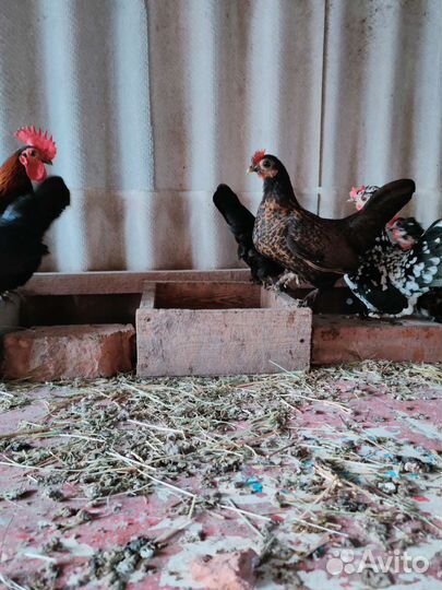 Карликовые курочки