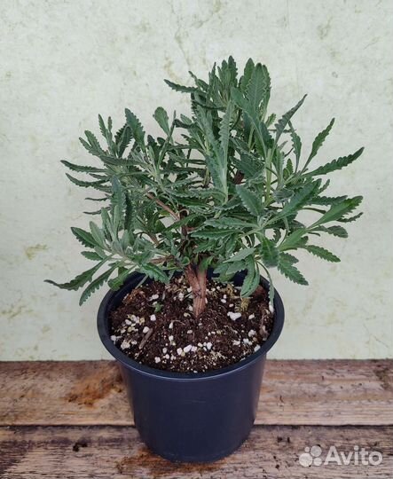 Лаванда растение для дома