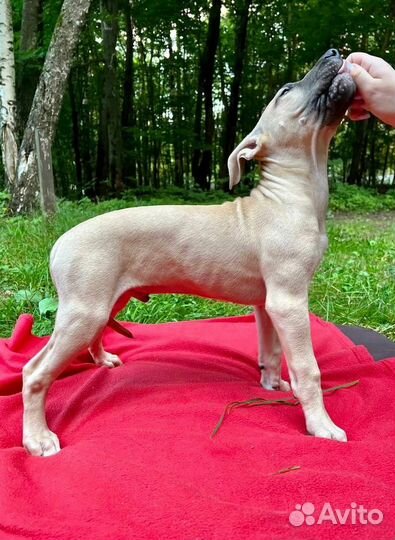 Американский питбультерьер щенки