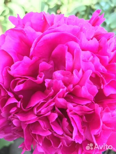 Пион, тюльпан, нарцисс, дельфиниум, люпин