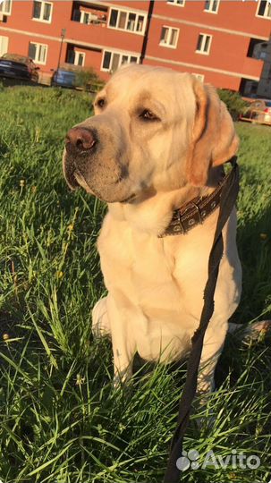 Лабрадор для вязки