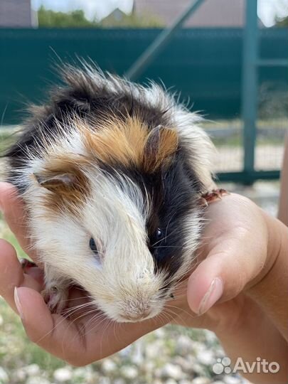 Морские свинки