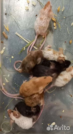 Сатиновые мышки, рэксики