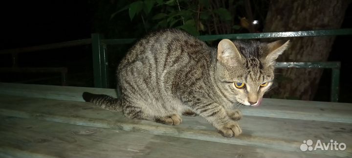 Котёнка мальчишку в добрые руки. Серый с полосами