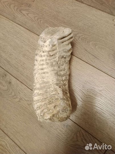 Зуб мамонта