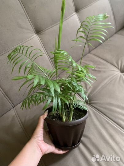 Пальма Хамедорея