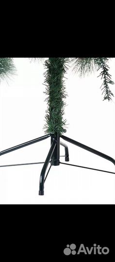 Сосна с шишками