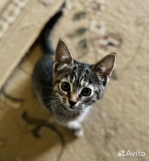 Котята в добрые руки приучены к лотку