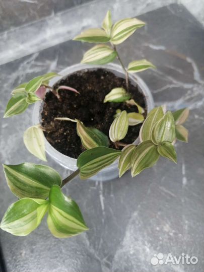 Традесканции разные