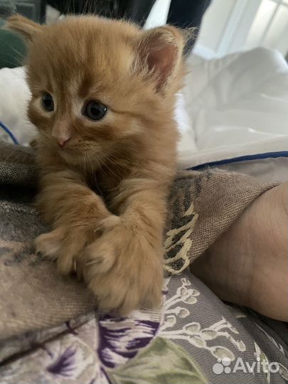 Котята